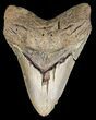 Bargain Megalodon Tooth - North Carolina #49505-1